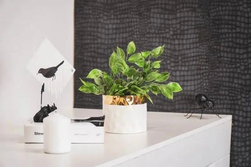 Housevitamin Plantenbak Wit Goud