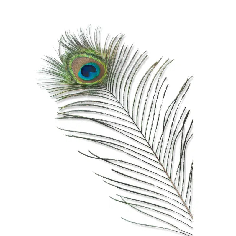 Pauwenveren Naturel 90Cm