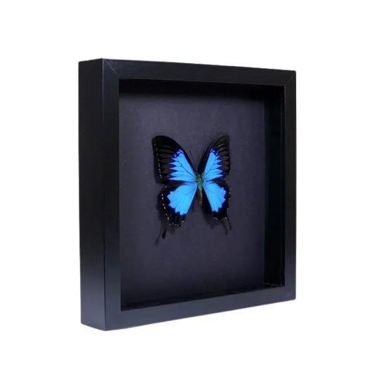Papilio Ulysses Vlinder In Zwarte Lijst